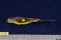 藏品(灰喉山椒鳥)的圖片